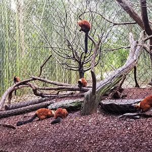 Mar. 2018 - Bamboo Trail - Lots of Lemurs