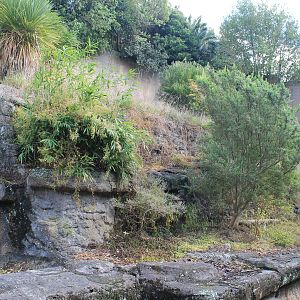 old Sun Bear enclosure