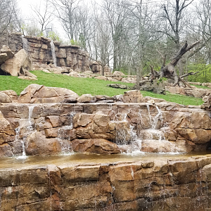 Mar. 2018 - New 2018! Expedition Peru - Massive Andean Bear Exhibit