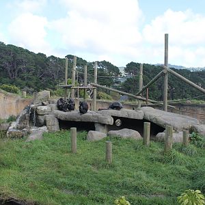 Chimpanzee enclosure