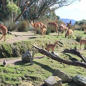 female Nyala (Tragelaphus angasii)