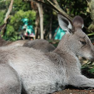 Eastern Grey Kangaroos (Macropus giganteus)