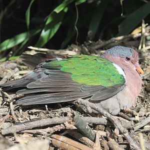 Emerald Dove