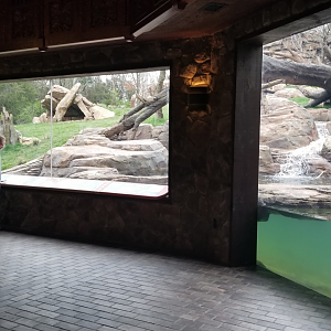 Mar. 2018 - New 2018! Expedition Peru - Andean Bear Exhibit Viewing