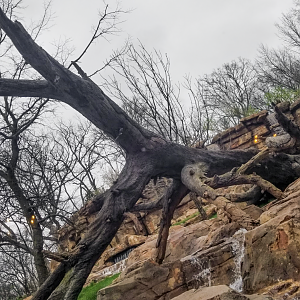 Mar. 2018 - New 2018! Expedition Peru - Andean Bear Exhibit