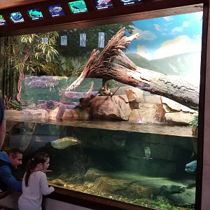 Mar. 2018 - New 2018! Expedition Peru - Amazon Tank (8 Species)