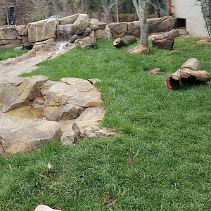 Mar. 2018 - New 2018! Expedition Peru - Guinea Pig Exhibit