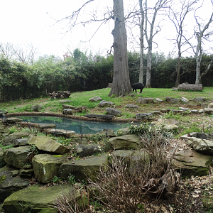 Mar. 2018 - Bamboo Trail - Baird's Tapir + Crested Screamer Exhibit