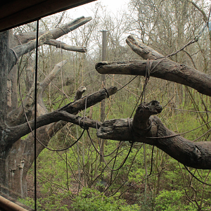Mar. 2018 - Bamboo Trail - Mexican Spider Monkey Exhibit
