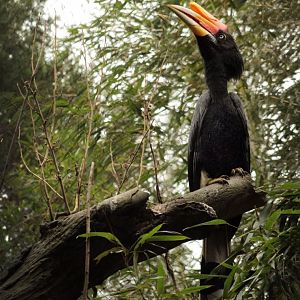Mar. 2018 - Bamboo Trail - Rhinoceros Hornbill