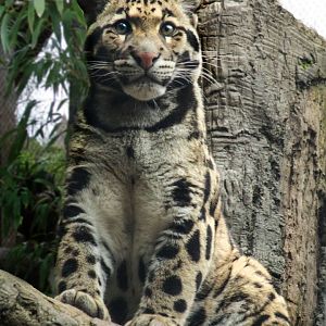 Mar. 2018 - Bamboo Trail - Clouded Leopard