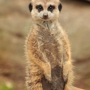 Mar. 2018 - Zoo Central - Meerkat
