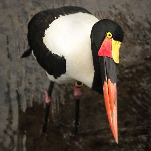 Mar. 2018 - Zoo Central - Saddle-billed Stork