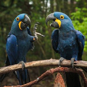 Mar. 2018 - Zoo Central - Hyacinth Macaws