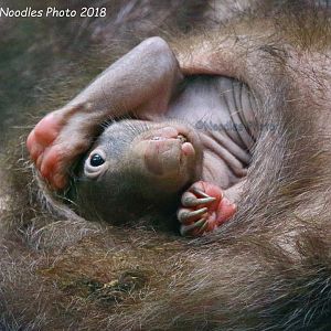 Baby Wombat