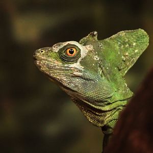 Mar. 2018 - Expedition Peru - Green Basilisk