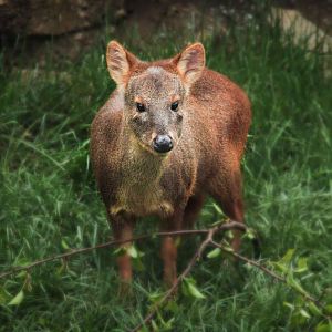 Mar. 2018 - Expedition Peru - Southern Pudu