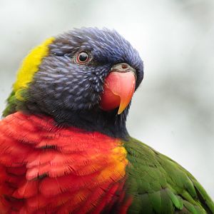 Mar. 2018 - Lorikeet Landing - Green-naped Lorikeet