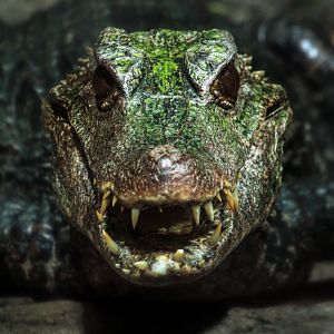 Mar. 2018 - Unseen New World - Dwarf Caiman
