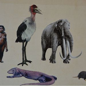 Sign at "Hobbit"cave, Flores.  Depicts extinct animals