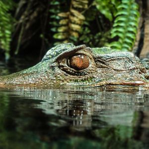 Mar. 2018 - Unseen New World - Dwarf Caiman