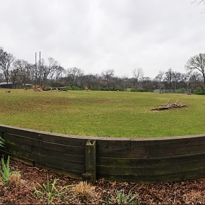 Mar. 2018 - The Jungle Loop - Mixed Species Savannah Panorama (6 Species)