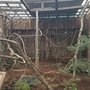 Mar. 2018 - Critter Encounters - Black-throated Magpie Jay Exhibit