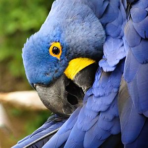 Mar. 2018 - Zoo Central - Hyacinth Macaw