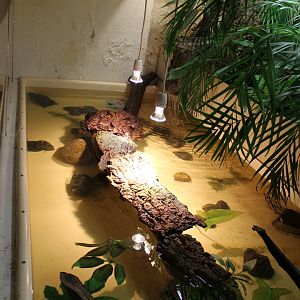 Cellar- new Adanson's mud turtle