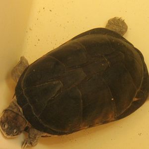 Adanson's mud turtle