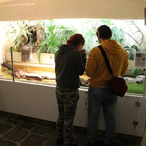 Cellar - new Adanson's mud turtle-enclosure