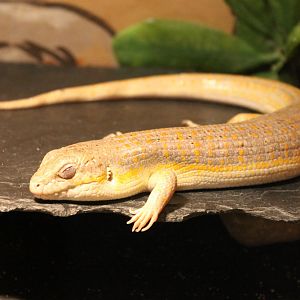 Schneider's skink