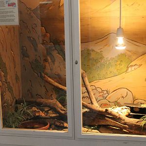 Enclosure Schneider's skink