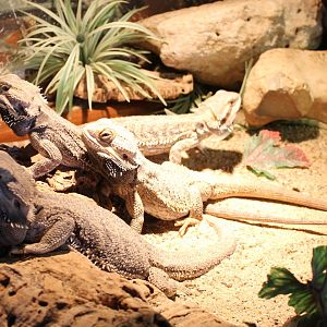Bearded dragons