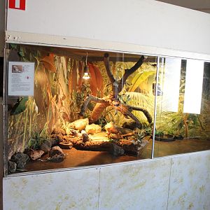 Enclosure Bearded dragon