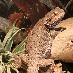 Bearded dragon