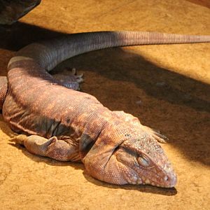 Red tegu
