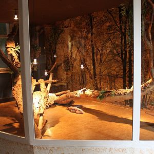 Red tegu-enclosure - former Green iguana-enclosure