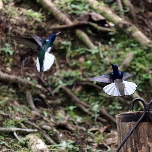 White-necked jacobins, May 2016