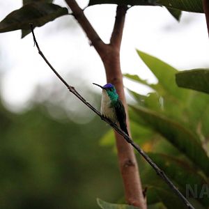 Andean emerald, May 2016