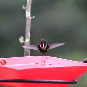 Purple-throated woodstar, May 2016