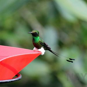 Booted racket-tail, May 2016