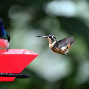 Purple-throated woodstar, May 2016