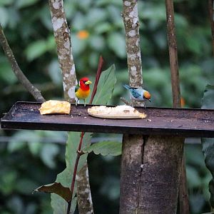 Red-headed barbet & scrub tanager, May 2016