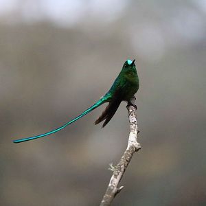 Long-tailed sylph, May 2016