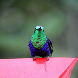 Green-crowned woodnymph, May 2016