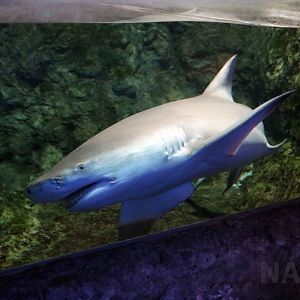 Sicklefin lemon shark, July 2016