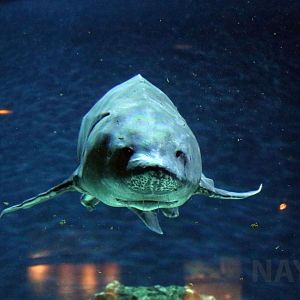 Chinese sturgeon, July 2016