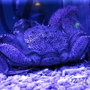 Horsehair crab, July 2016