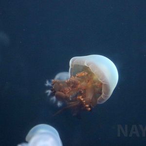 Edible jellyfish, July 2016